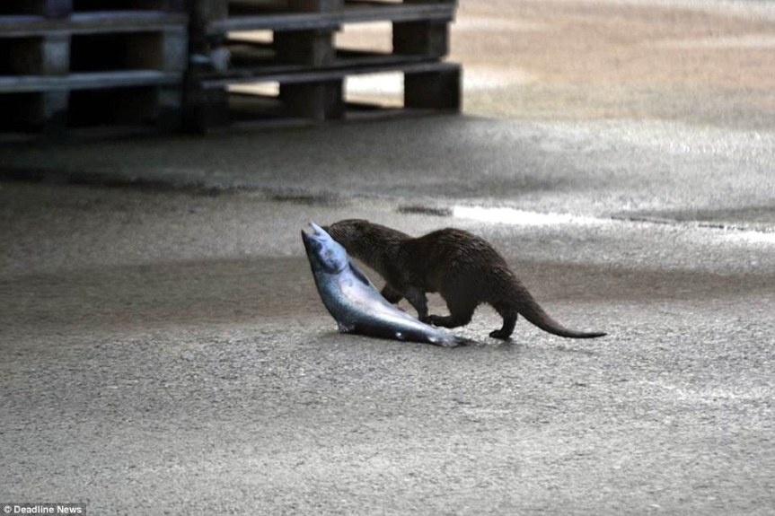 2961E17500000578-0-image-a-29_1433525675622