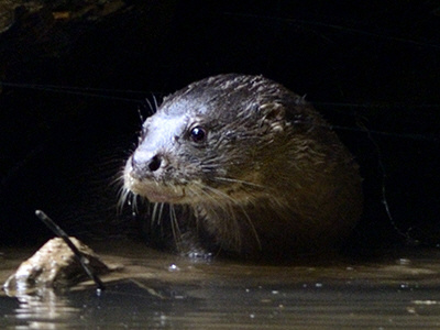 hairy-nosed-otter_7950