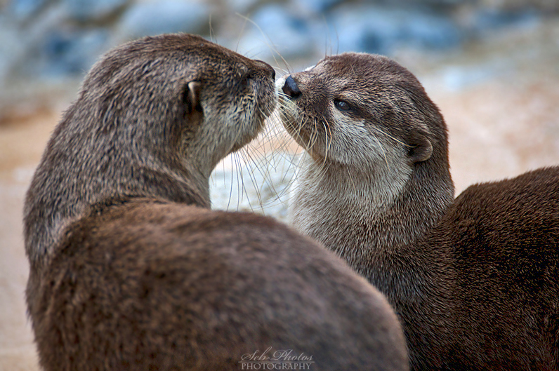 otter_love____by_seb_photos-d5i3x28.jpg