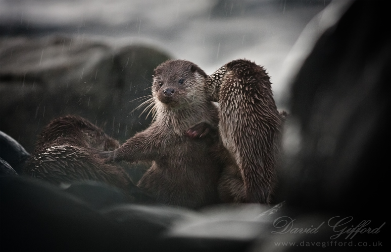 otters-playing-in-the-rain-by-david-gifford