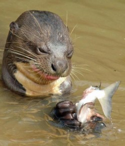 sappho-eats-600x700-500x583